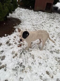 Pošleme dále Amerického buldoga