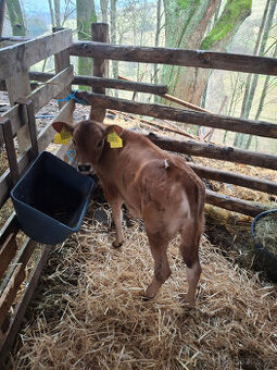 Prodám jalovičku jersey 100%