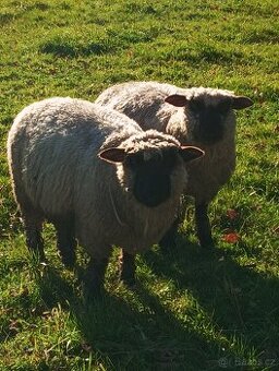 Prodám jehňata Oxford Down (100%)