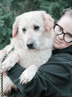 OLIVER - kastrovaný psík 2 roky