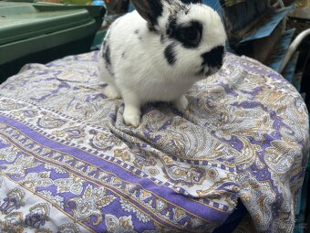 Zakrslý králík - 1