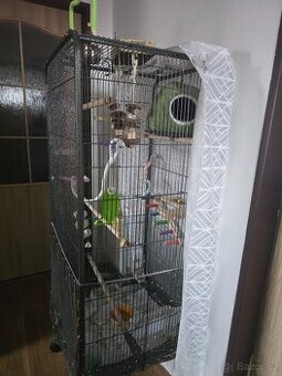 Agapornis pár s kompletně vybavenou klecí