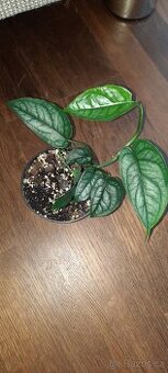 Monstera siltepecana