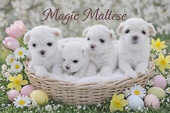 Maltézský psík s PP