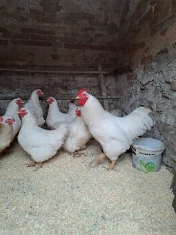 Násadová vejce Plymutky bílé, Hempšírky a Australky