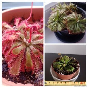 Masožravá rostlina Aliciae 1x mladá rostlinka.