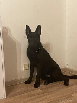 daruju do trpělivých zkušených rukou