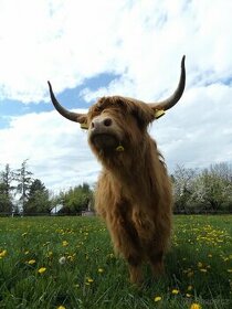 Highland Cattle Highlander Skotské krávy