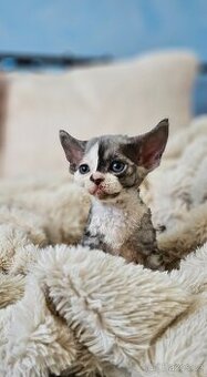 Devon rex kocourek s průkazem původu - 1