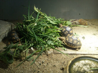 Želva pardálí ( stigmochelys pardalis babcocki )