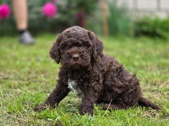 Lagotto romagnolo s PP - italský vodní pes