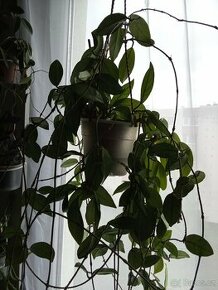 PRODEJ - Pokojovka Voskovka (Hoya Carnosa)