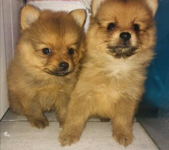 Pomeranian