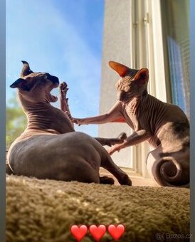 Sphynx kočky