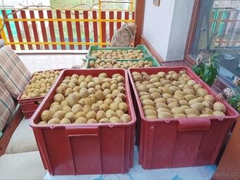 Domácí KIWI