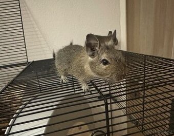 Osmák Degu