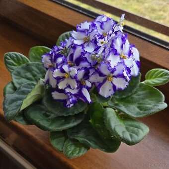 Fialka bílá, fialové okraje květů