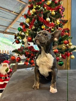 Francouzský buldoček francouzsky buldocek