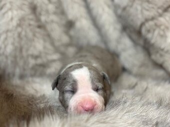 Americký stafordšírský teriér - 1