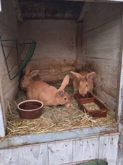 Burgundský králík