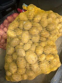 Brambory Camelia, Gala