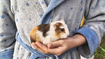 Morče, morčata, morčátka