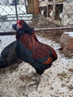 Kohout Araukana a Maranska