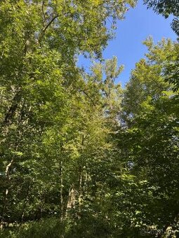 Prodej lesního pozemku v k.ú. Bartovice - 1