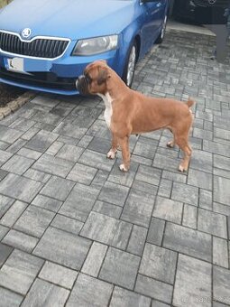 Daruji německého boxera