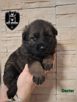 Německý ovčák - štěňata s PP