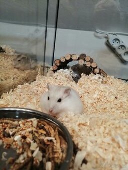 Džungarský křečík (křeček, džungarák)