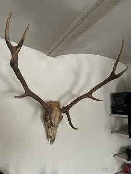 Lovecká trofej-Jelen