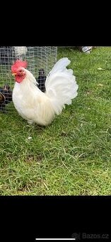 Slepice - japonky čabo bílé