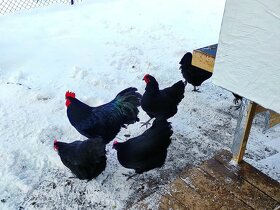 Násadová vejce a kuřátka Australka