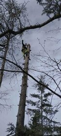 Rizikové kácení stromů , řezání kmenů na fošny - 1