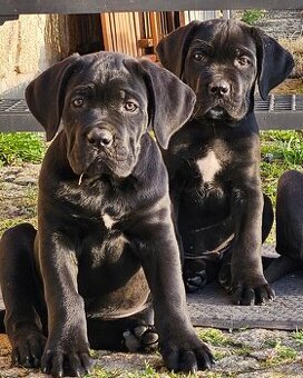 Prodám štěňátka Cane Corso s PP