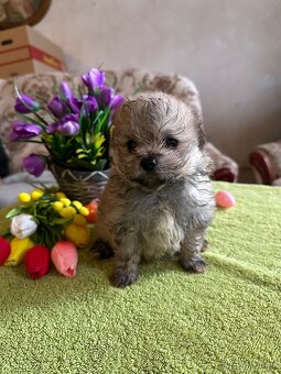 Stenata Pomeranian s PP