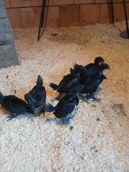 Ayam cemani - kuřata