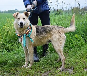 ŽIŽI K ADOPCI - 2 ROKY, ODDANÝ, BYSTRÝ, UČENLIVÝ - 1