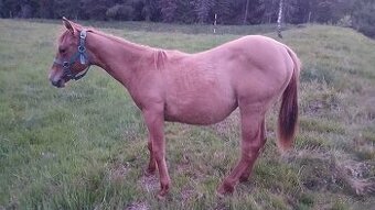 Prodám,nabízím QH kobylku s P P