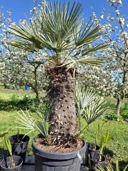 Vzrostlá palma chamaerops humilis CERIFERA