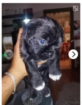 Čivava x mops
