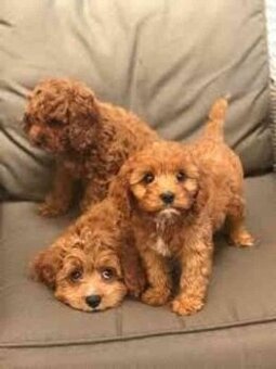 Maltipoo
