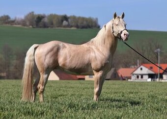 Hřebec American Quarter Horse