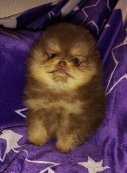 MINI Pomeranian TOP fenka a  pejsek