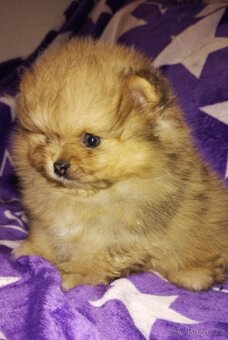 MINI Pomeranian TOP fenka a  pejsek