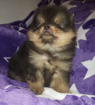 MINI Pomeranian TOP fenka a  pejsek
