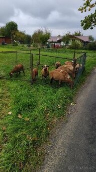 Jehňata ovce kamerunské