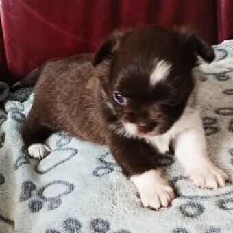 Čivava, krásná štěňátka s PP FCI k odběru.