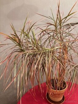 Dracena 1 metr